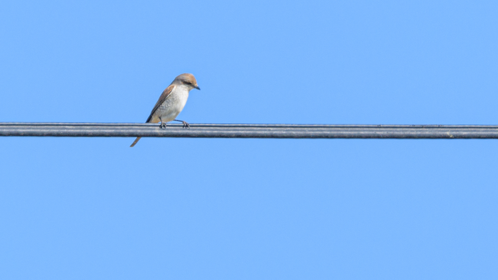 Kızılsırtlı örümcekkuşu