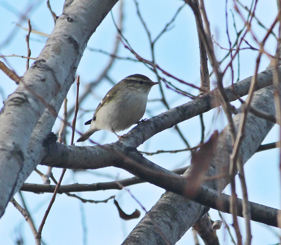 Sarıkaşlı çıvgın