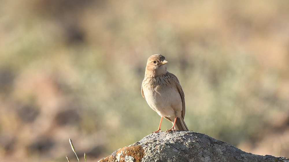 Türkistan çorak toygarı