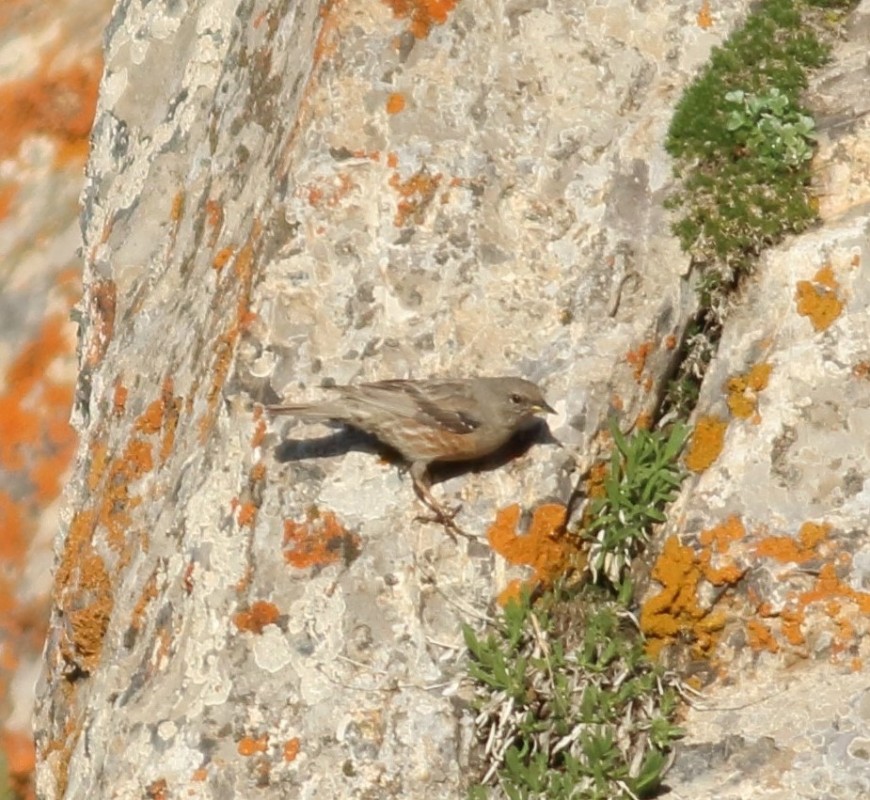 Büyük dağbülbülü