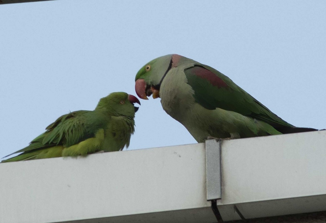 İskender papağanı