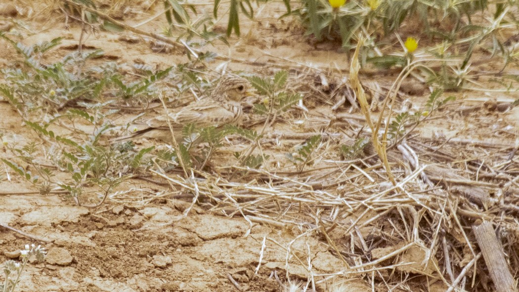 Türkistan çorak toygarı