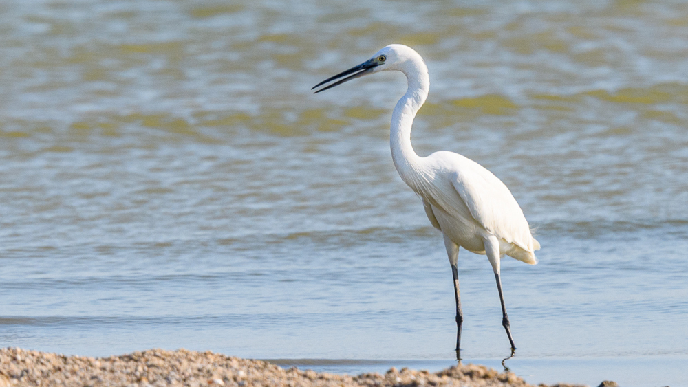 Küçük ak balıkçıl