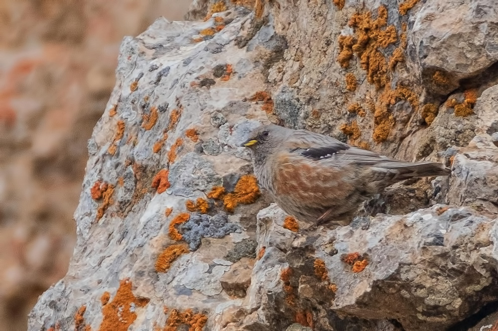Büyük dağbülbülü