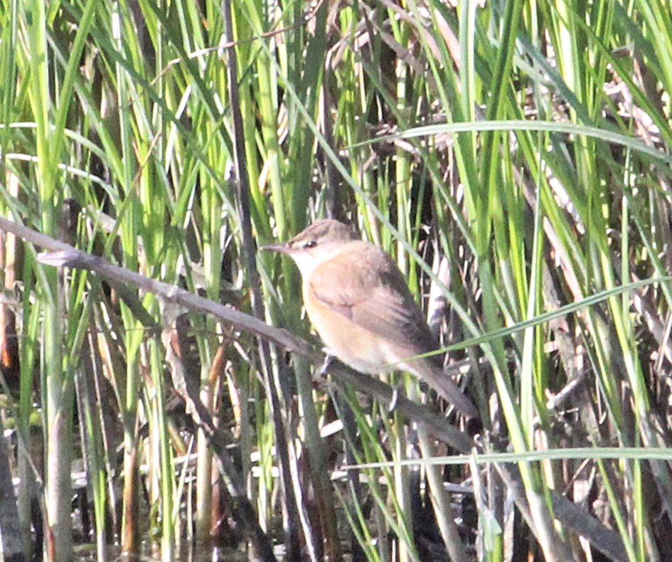 Büyük kamışçın