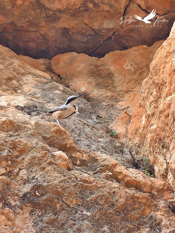 Büyük kaya sıvacısı