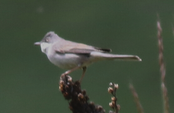 Akgerdanlı ötleğen