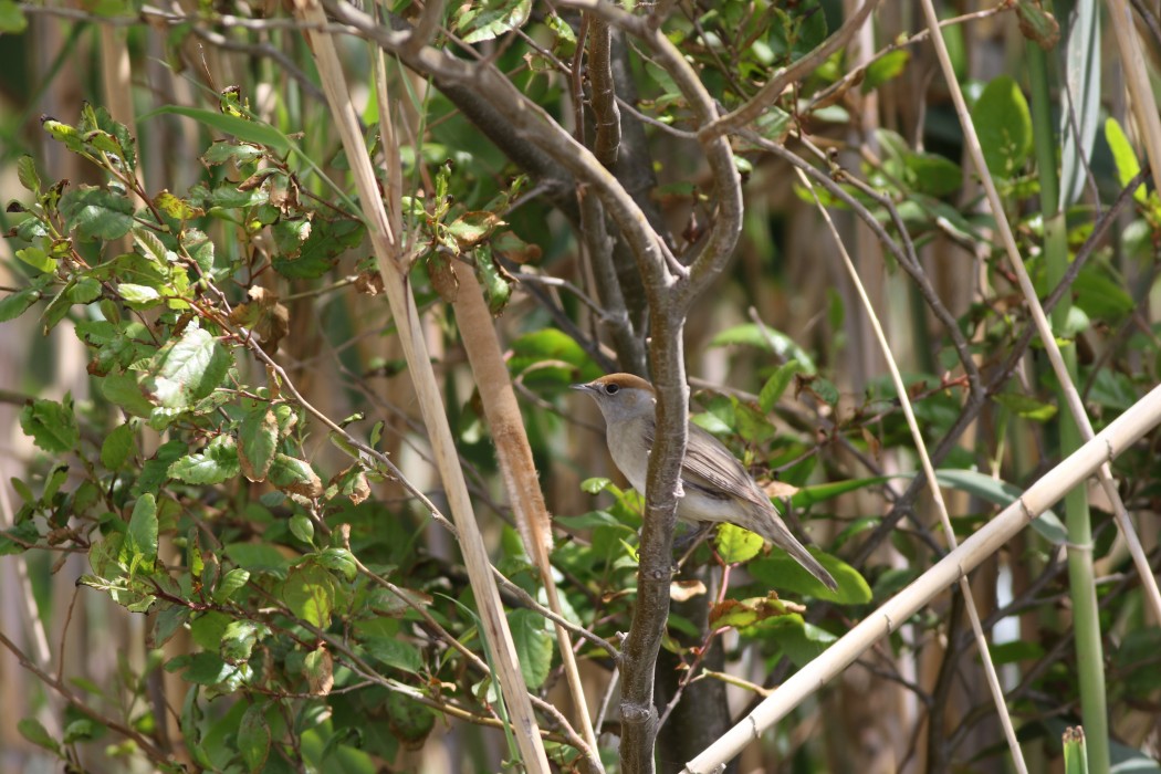 Karabaşlı ötleğen