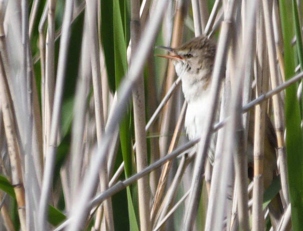 Büyük kamışçın
