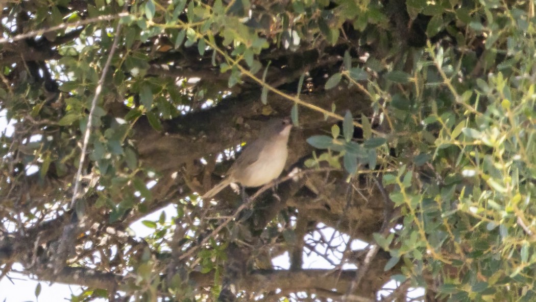 Bıyıklı ötleğen