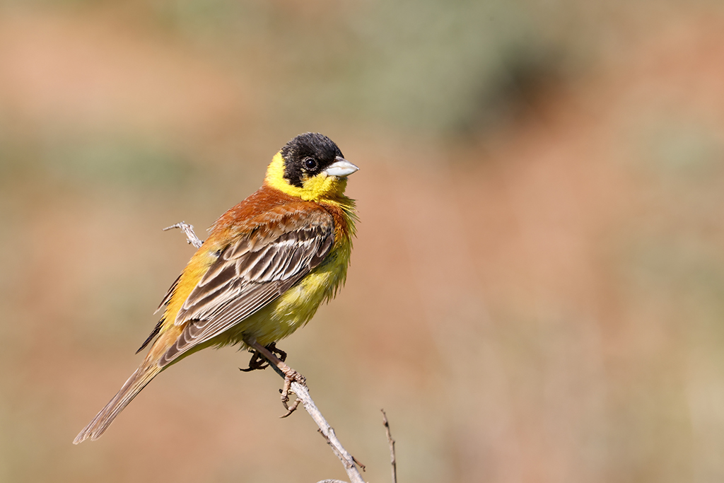 Karabaşlı kirazkuşu