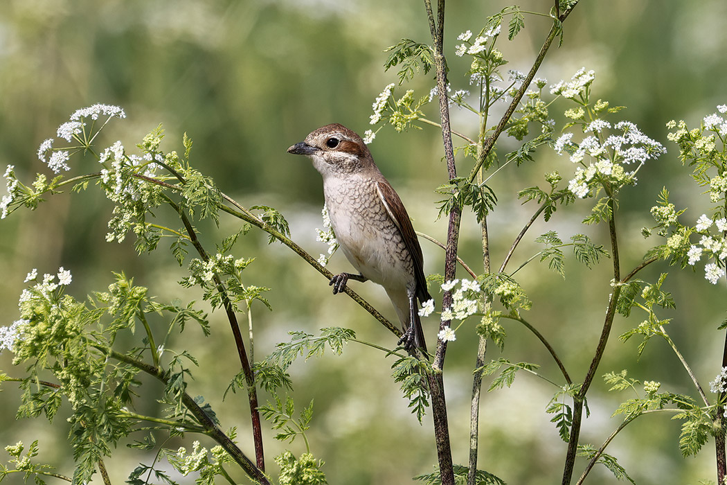 Kızılsırtlı örümcekkuşu