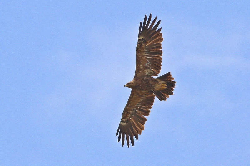 Küçük orman kartalı