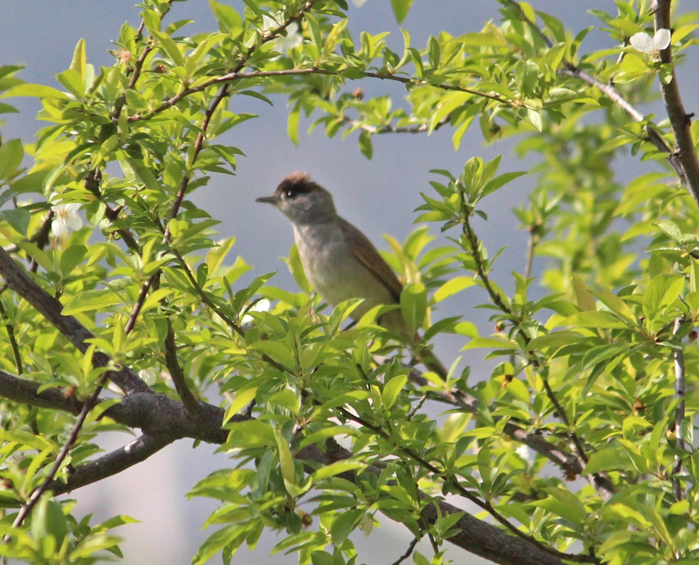 Karabaşlı ötleğen