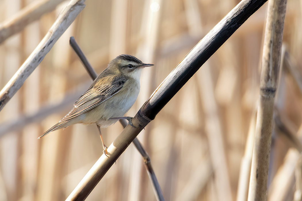 Kındıra kamışçını