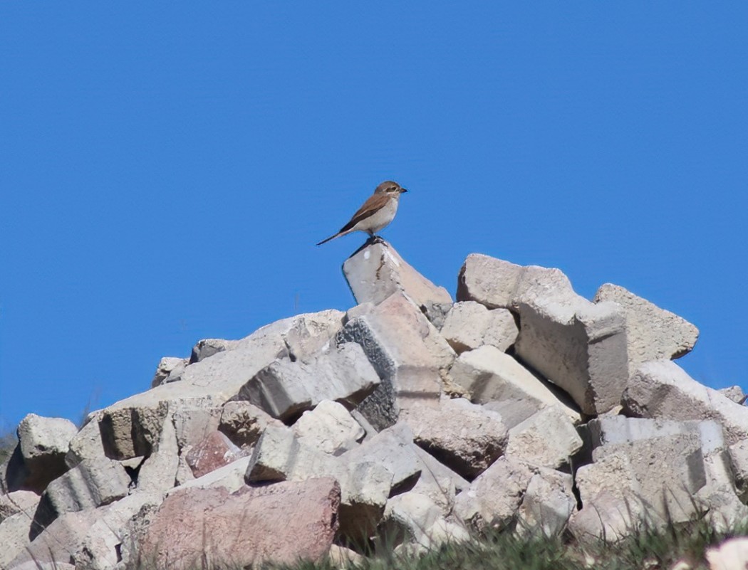 Kızılsırtlı örümcekkuşu