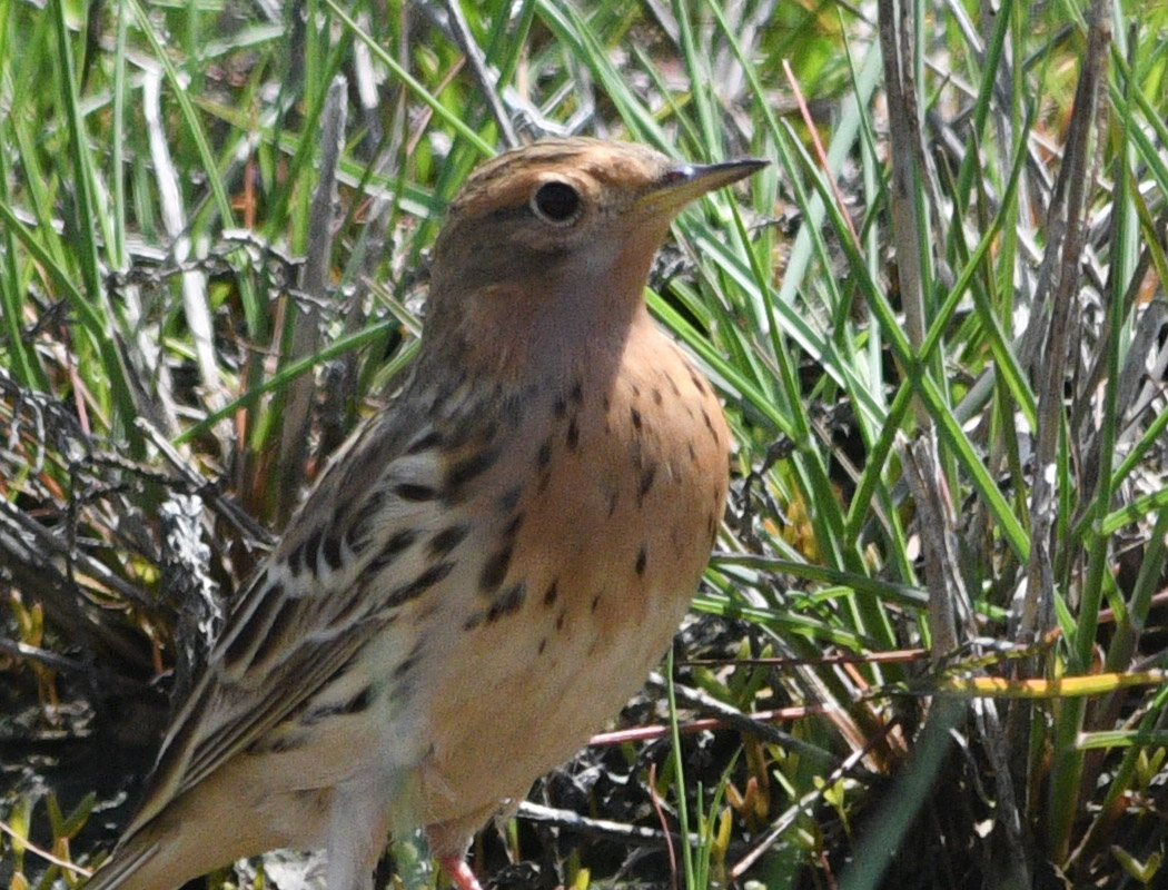 Kızılgerdanlı incirkuşu
