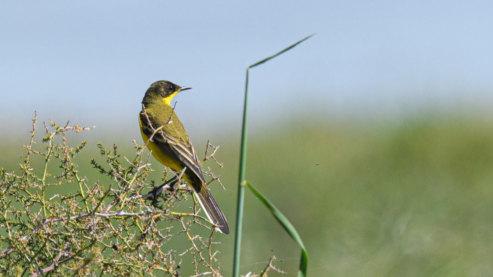Sarı kuyruksallayan