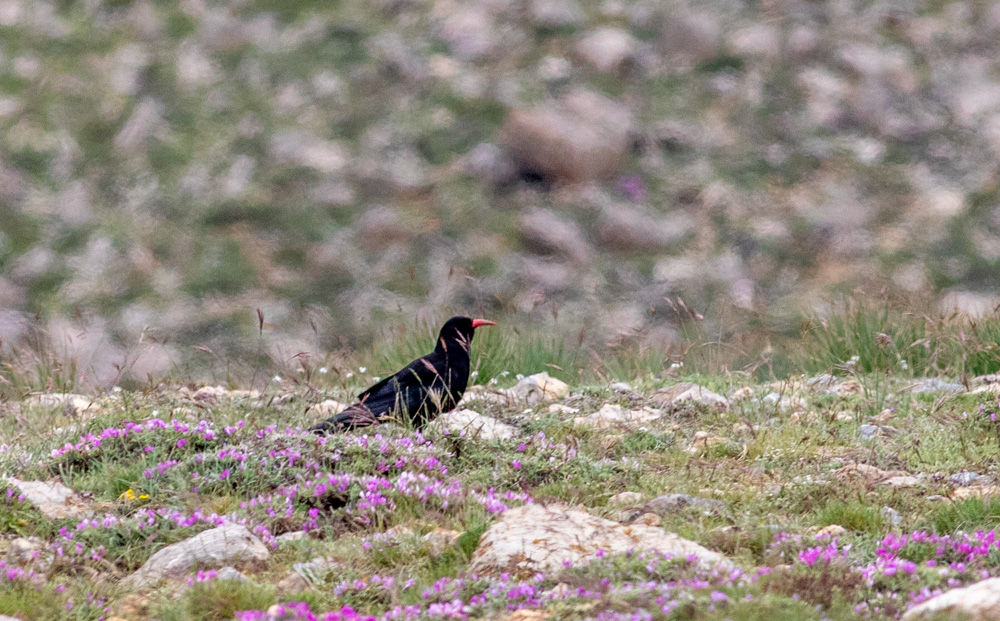 Kırmızıgagalı dağ kargası