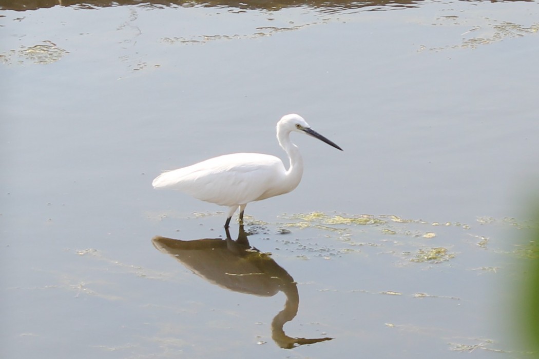 Küçük ak balıkçıl