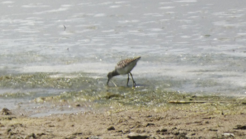 Orman düdükçünü