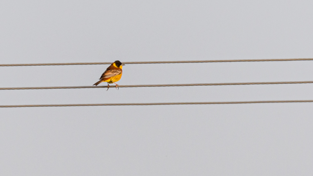 Karabaşlı kirazkuşu