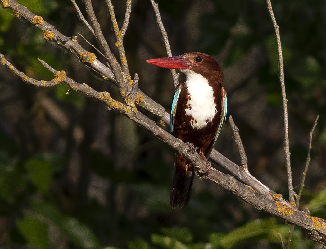 İzmir yalıçapkını