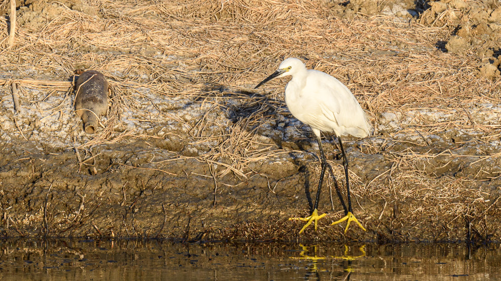 Küçük ak balıkçıl