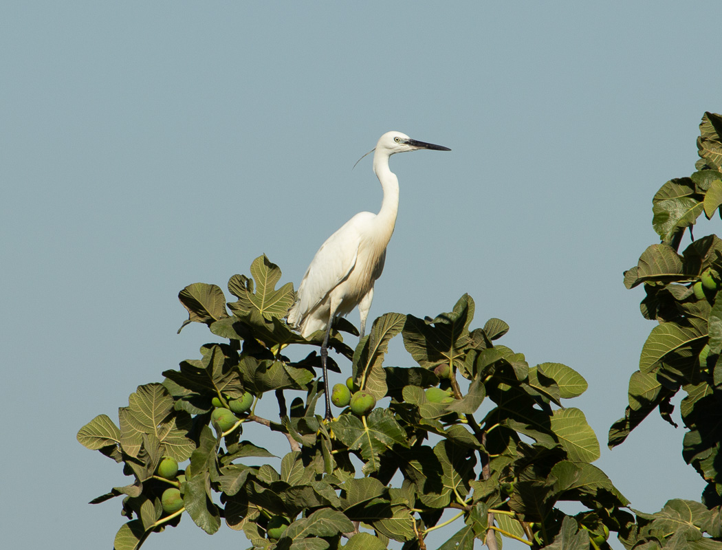 Küçük ak balıkçıl