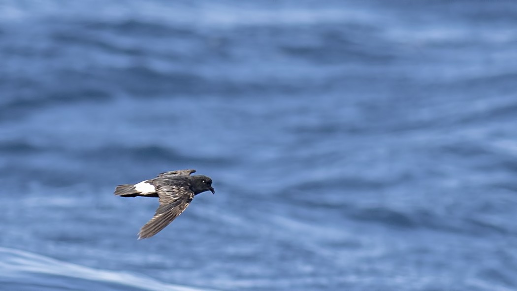 Fırtınakırlangıcı