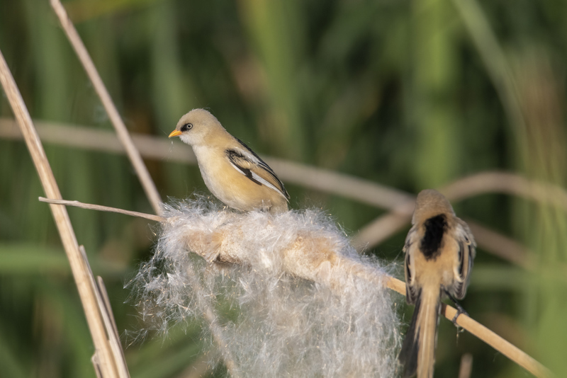 Bıyıklı baştankara
