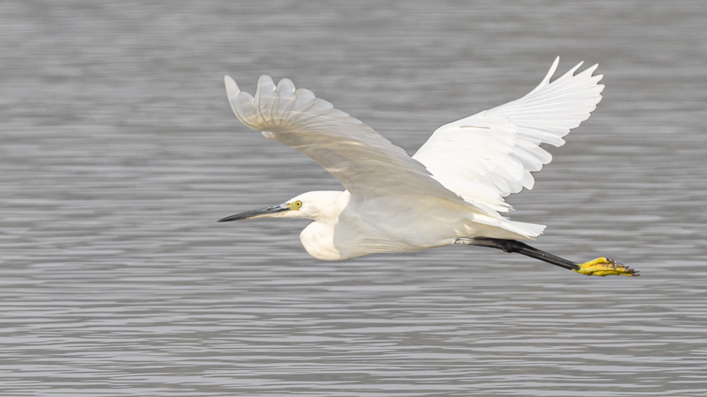 Küçük ak balıkçıl