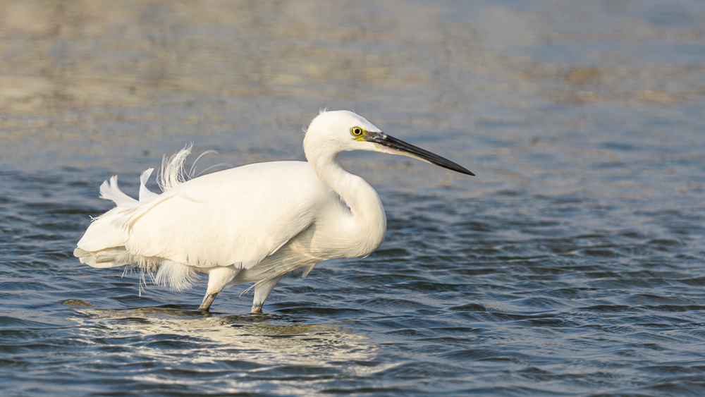 Küçük ak balıkçıl