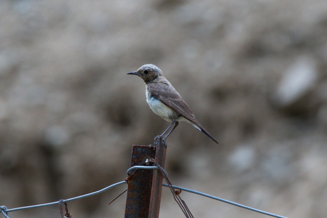 Aksırtlı kuyrukkakan