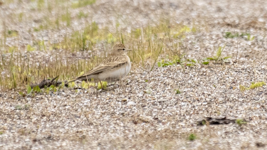 Akdeniz çorak toygarı