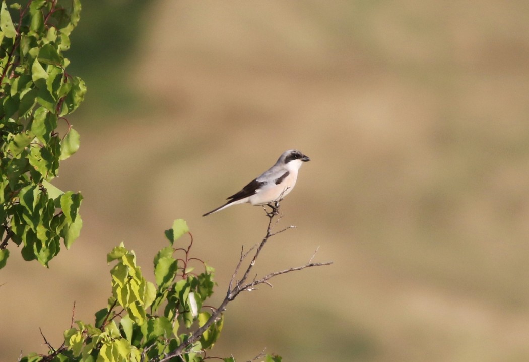 Karaalınlı örümcekkuşu
