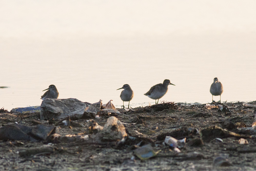 Orman düdükçünü