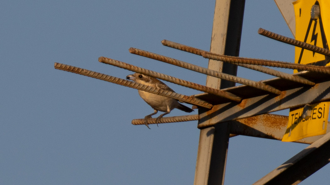 Türkistan örümcekkuşu