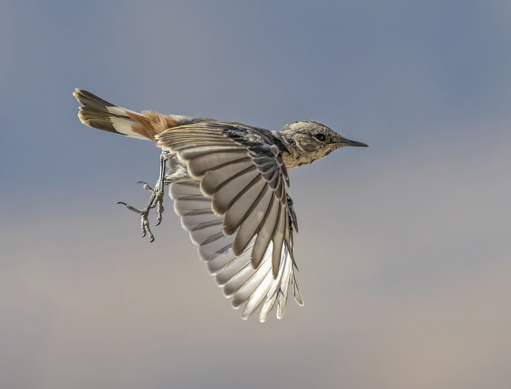 Kızılca kuyrukkakan