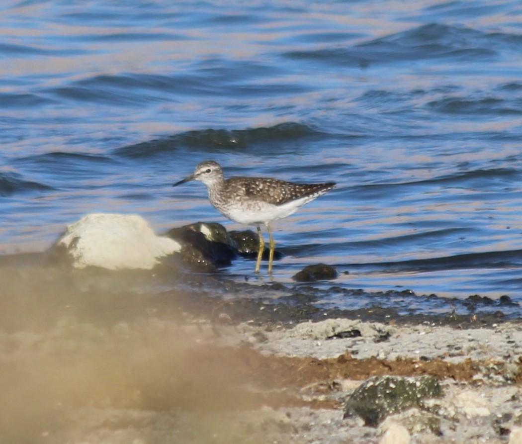 Orman düdükçünü