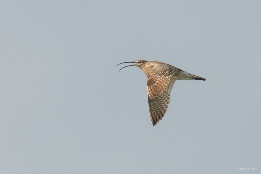 Sürmeli kervançulluğu