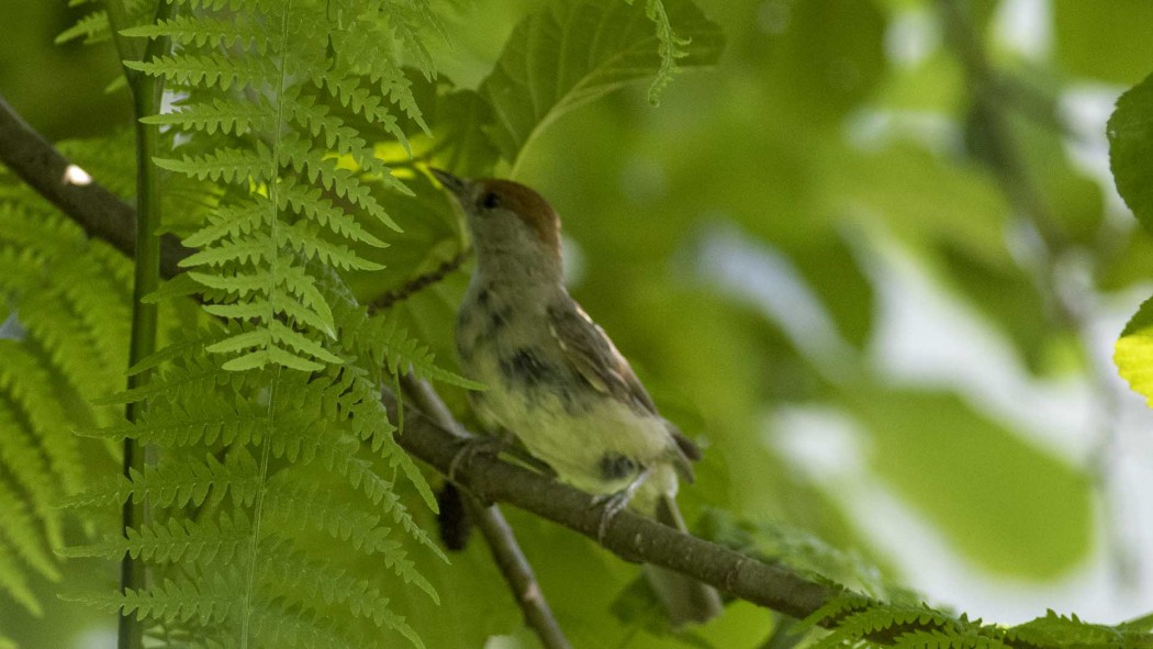 Karabaşlı ötleğen