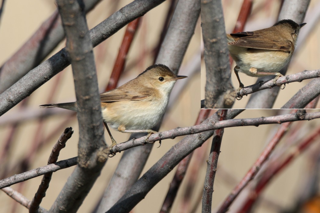 Çalı kamışçını
