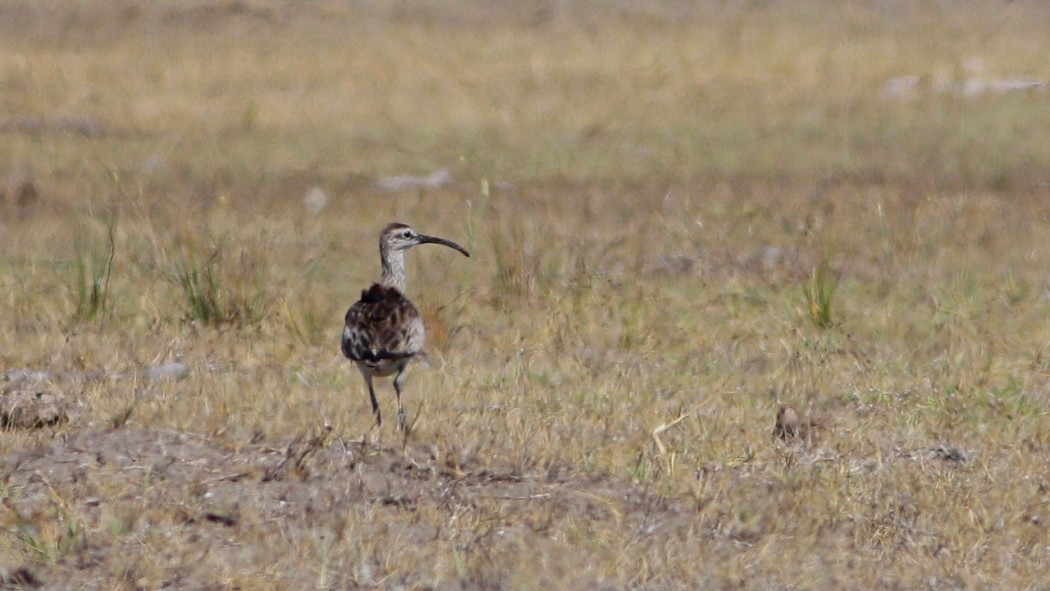 Sürmeli kervançulluğu