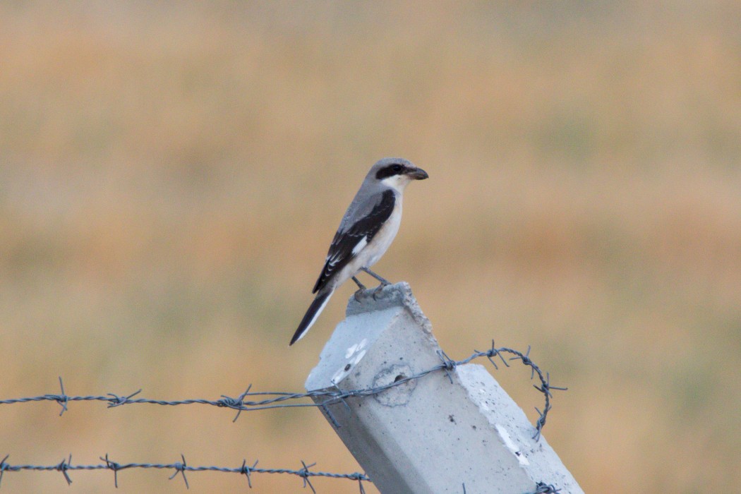 Karaalınlı örümcekkuşu