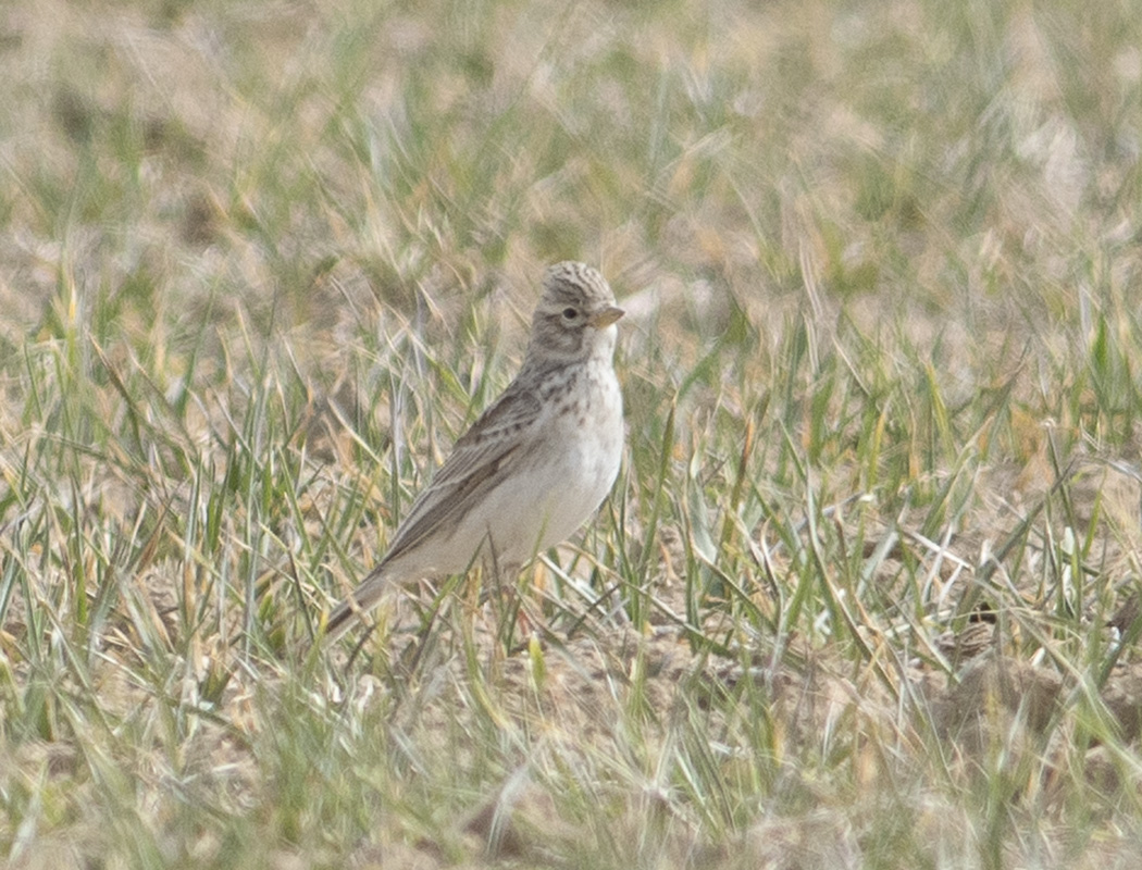 Türkistan çorak toygarı