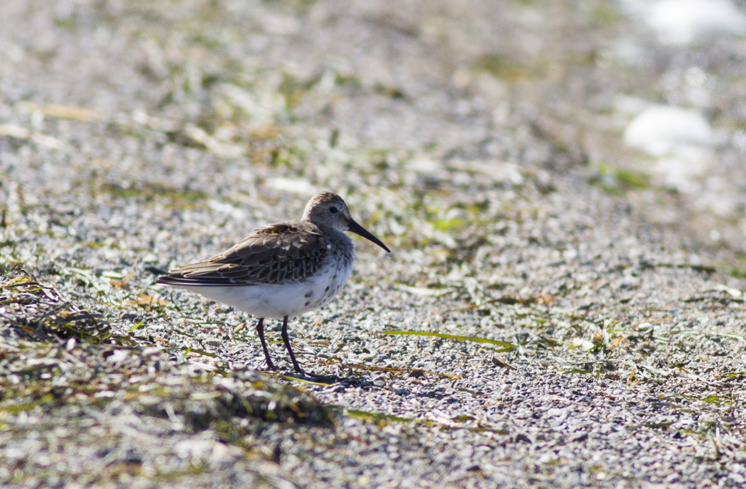 Karakarınlı kumkuşu