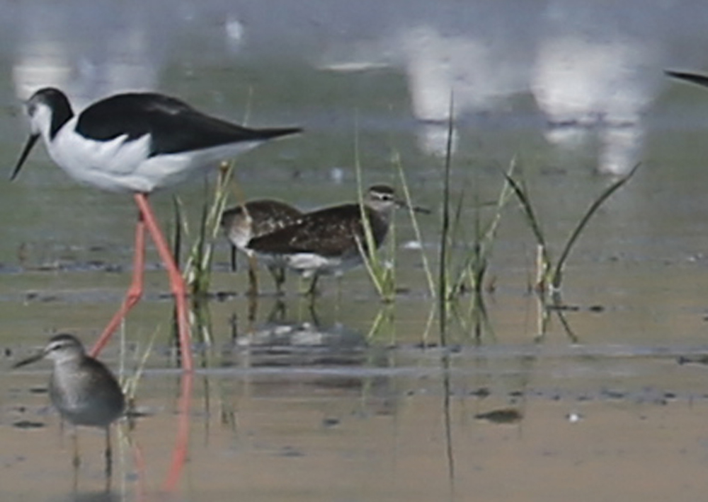 Orman düdükçünü