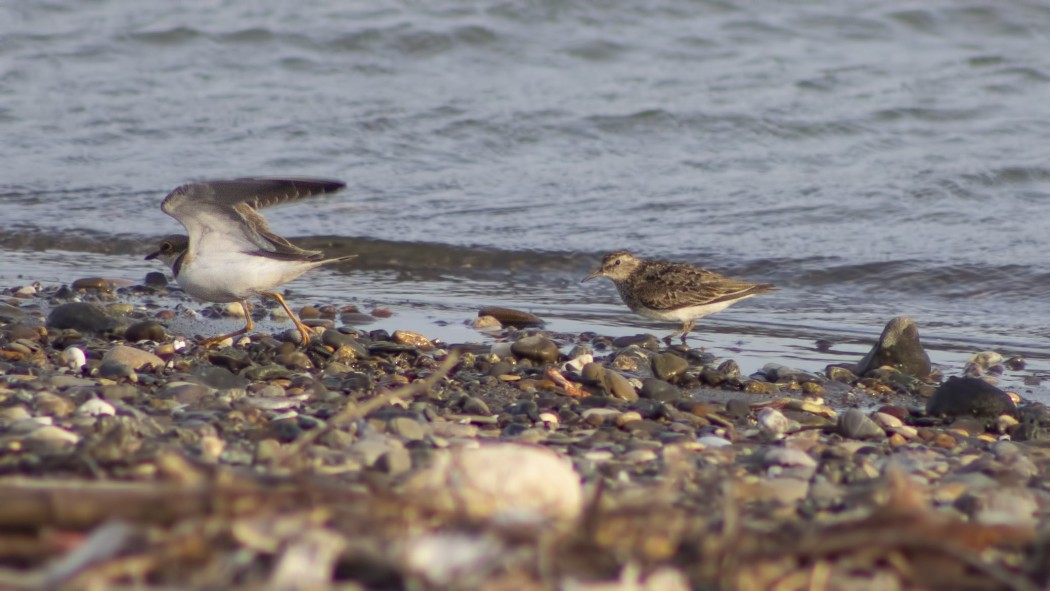 Sarıbacaklı kumkuşu