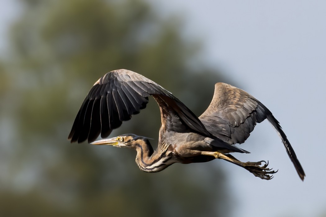 Erguvani balıkçıl